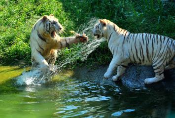 Thiên nhiên & Đời sống hoang dã